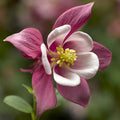 Pale Pink Columbines Flower seeds for Planting Colorful Display, Heirloom & GMO Free Seeds for Home Garden seeds for planting