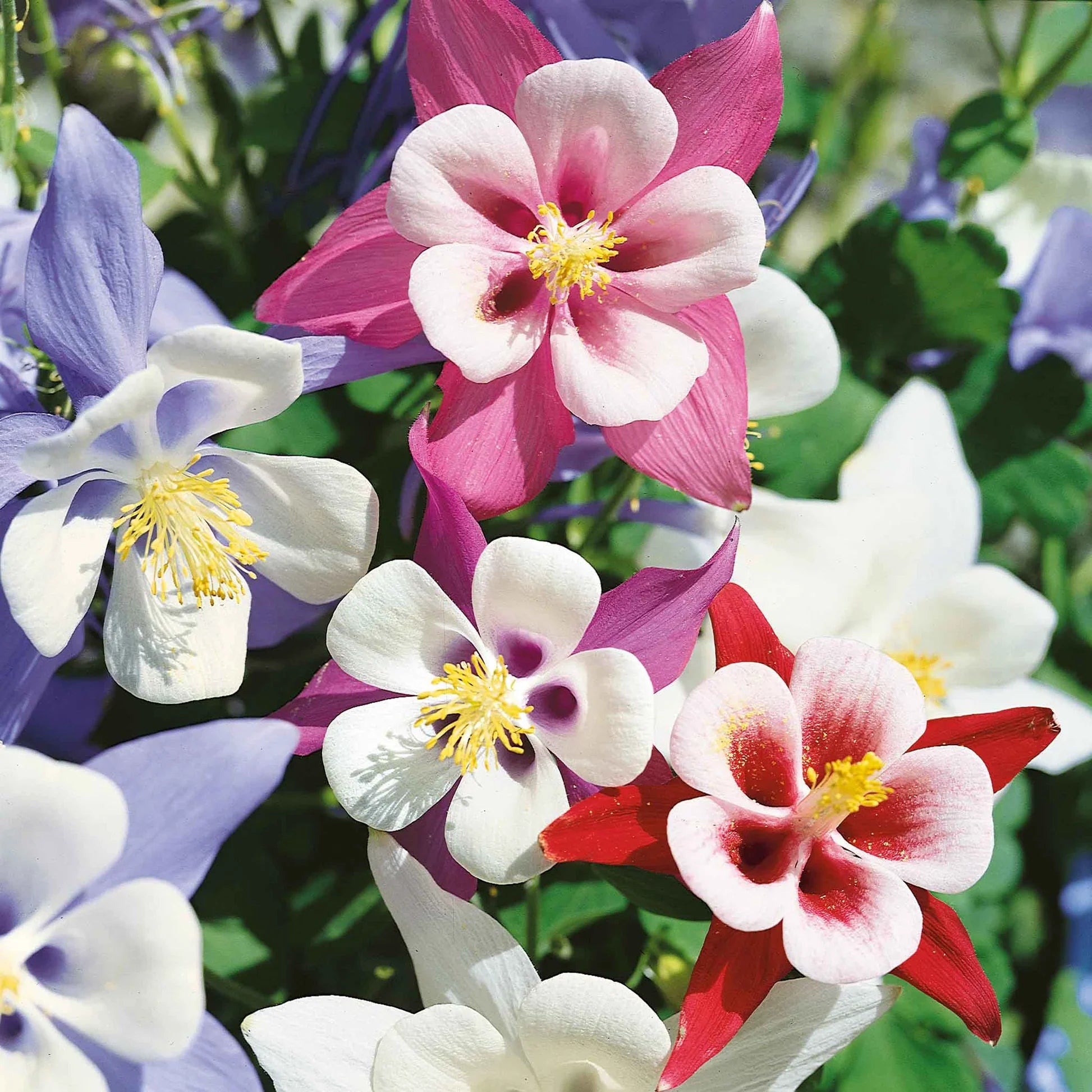 Purple Aquilegia Flower seeds for Planting Drought Tolerant, Heirloom & GMO Free Seeds for Home Garden vegetable and garden seeds