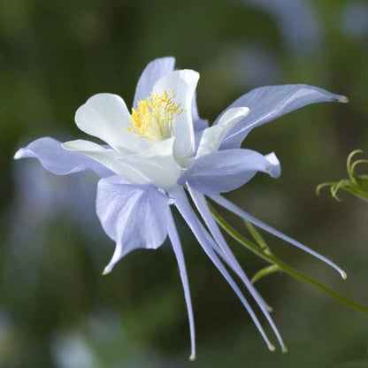 Columbine Flower seeds for Planting Drought Tolerant Heirloom & GMO Free Seeds for Home Garden