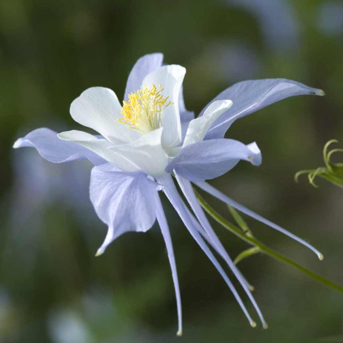 Tower Columbine Flower seeds for Planting, Sun Loving Heirloom & GMO Free Seeds for Home Garden