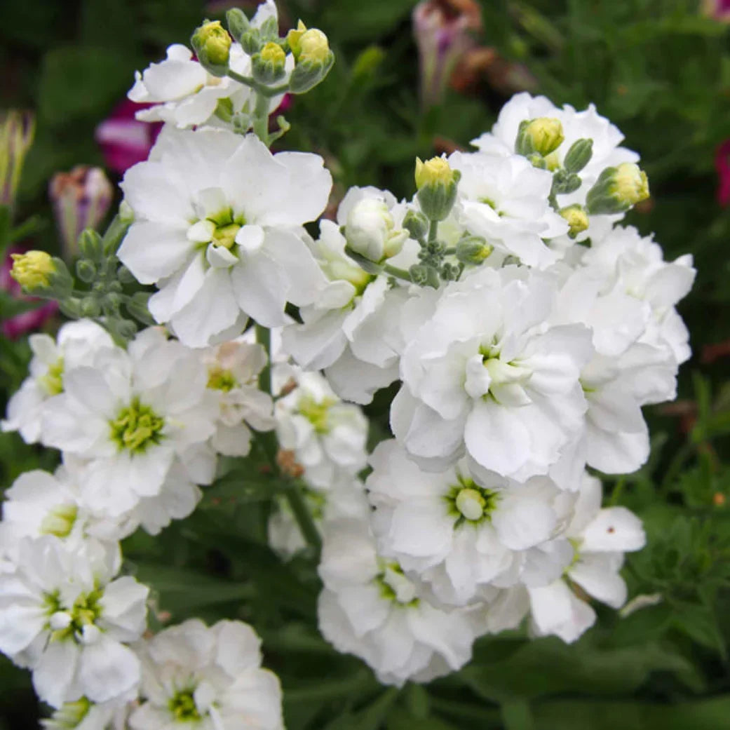 White Matthiola Incana Flower seeds for Planting Cut Flower Favorite Heirloom & GMO Free Seeds for Home Garden