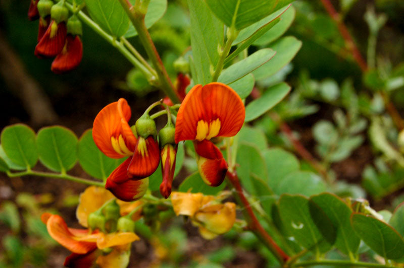 Colutea arborescens Yellow Flower Seeds
