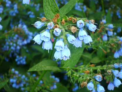 Comfrey Flower seeds for Planting Long Bloom Season Heirloom & GMO Free Seeds for Home Garden