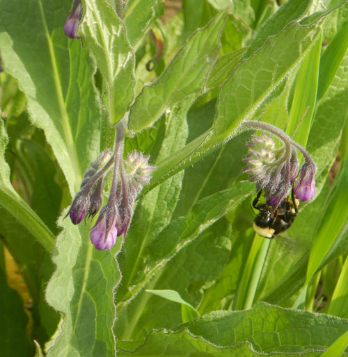 Comfrey large textured foliage grown from seeds
