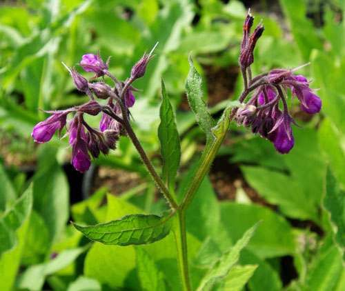 Comfrey seeds Symphytum officinale purple bell flowers