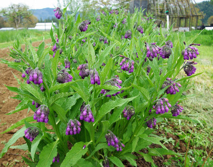 Comfrey Symphytum officinale heirloom seeds