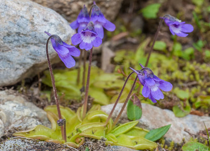Butterwort flower seeds for Planting - Pollinator Friendly, Heirloom & GMO Free Seeds for Home Garden