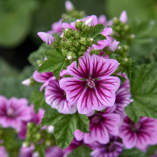Common Mallow flowers from seeds attracting pollinators