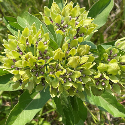 Asclepias Flower seeds for Planting Fragrant Blossoms Heirloom & GMO Free Seeds for Home Garden 
 
 Sale for planting in home garden