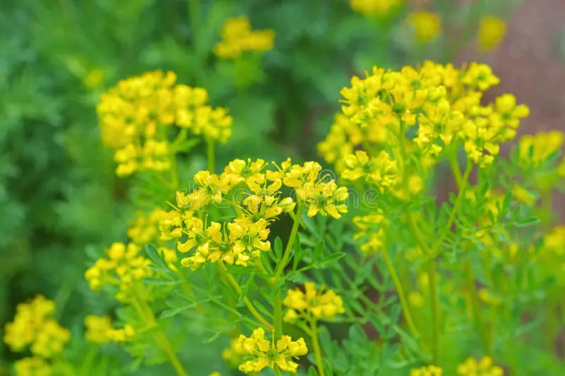 Yellow Ruta Flower seeds for Planting Garden Favorite, Heirloom & GMO Free Seeds for Home Garden vegetable and garden seeds