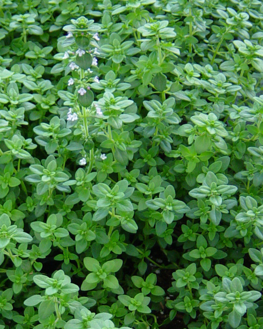 Common Thyme groundcover in rock garden grown from seeds