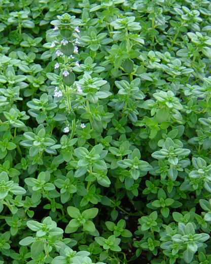 Common Thyme groundcover in rock garden grown from seeds