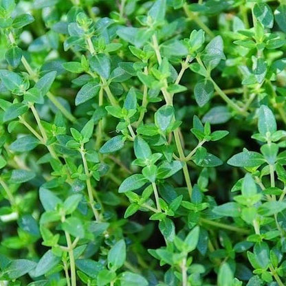 Common Thyme seeds Thymus vulgaris pollinator groundcover