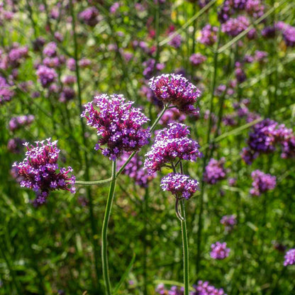 Pink and purple Vervain blooms grown from high-quality seeds