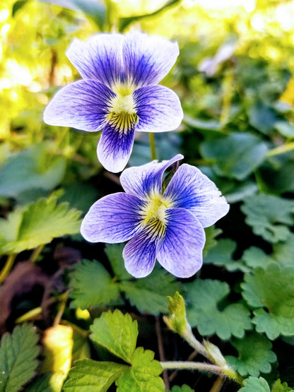Viola Flower seeds for Planting, Perfect for Borders Heirloom & GMO Free Seeds for Home Garden