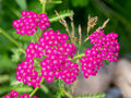 Pink Cerise Yarrow Flower seeds for Planting Colorful Display, Heirloom & GMO Free Seeds for Home Garden seeds for planting