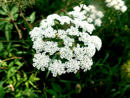 Cicuta Maculata Flower seeds for Planting Low Maintenance Heirloom & GMO Free Seeds for Home Garden