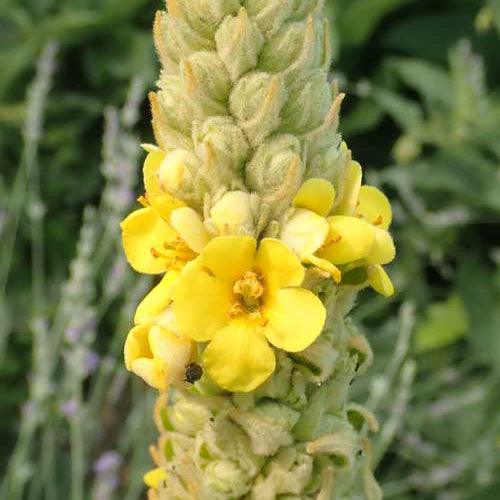 Premium Green Verbascum Thapsus Flower seeds for Planting Low Maintenance, Heirloom & GMO Free Seeds for Home Garden seeds