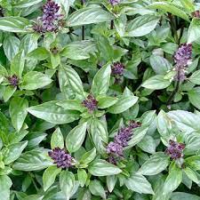 Cinnamon Basil plants from seeds thriving in garden containers