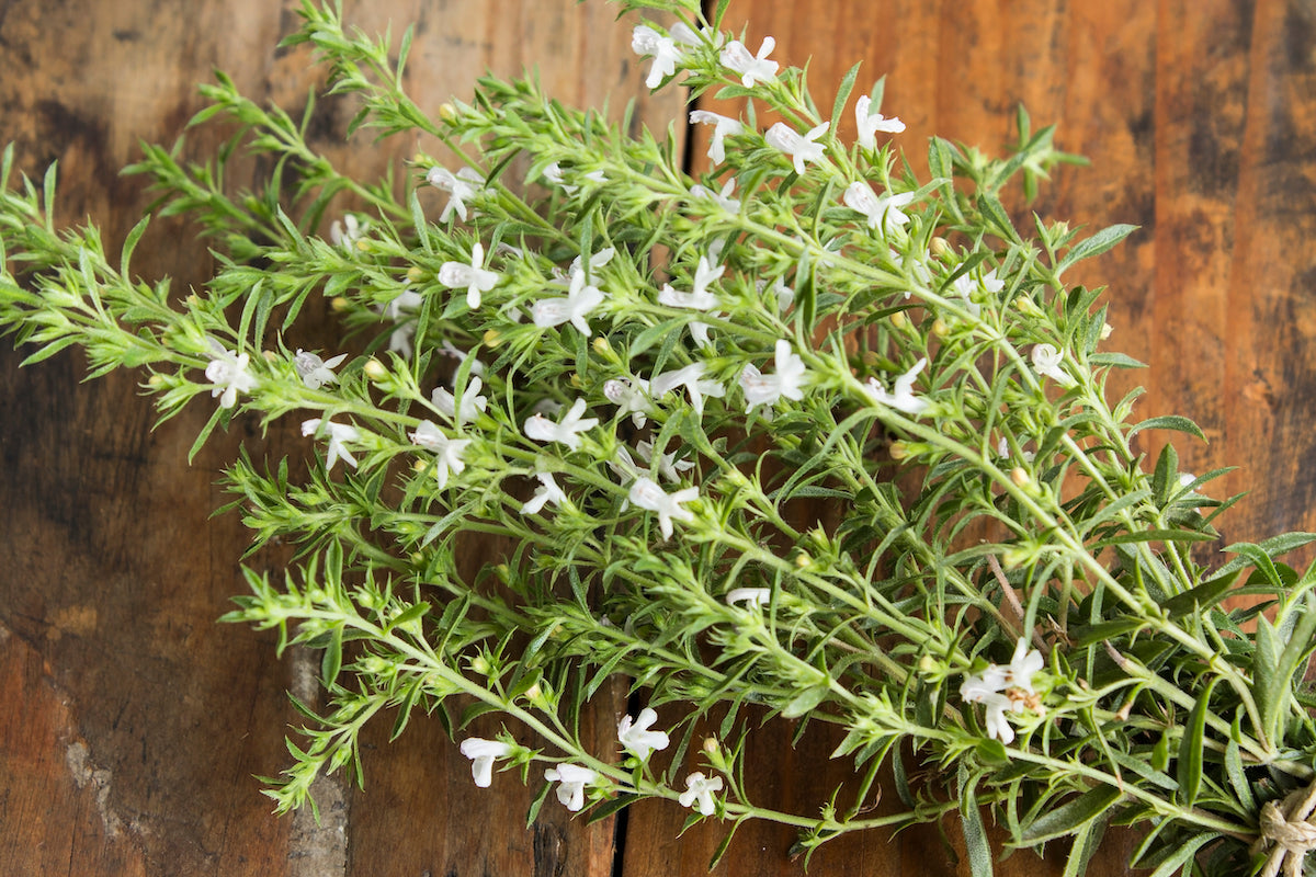 Compact green Summer Savory plant in full sun