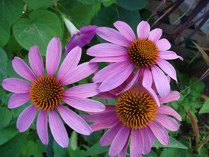 ConeFlower seeds for Planting Wildflower Mix Heirloom & GMO Free Seeds for Home Garden