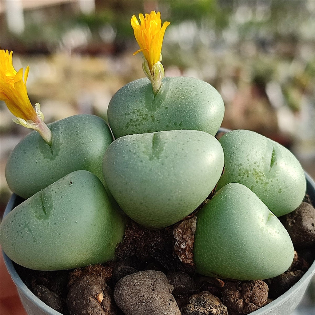Mixed Conophytum Hammeri Flower seeds for Planting Pollinator Friendly, Heirloom & GMO Free Seeds for Home Garden vegetable and garden seeds