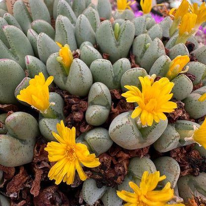 Conophytum Bilobum Cactus Seeds for Planting - Wildflower Mix, Heirloom & GMO Free Seeds for Home Garden