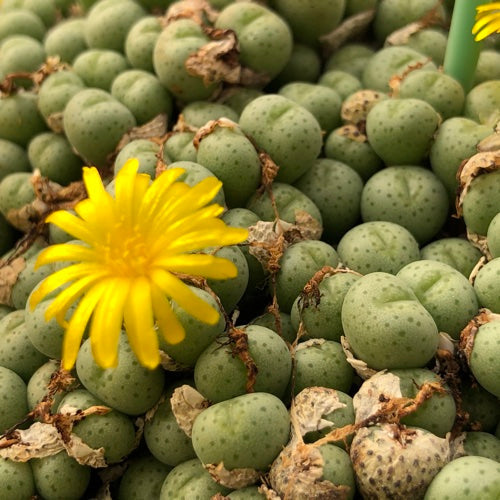 Premium Mixed Conophytum Hammeri Flower seeds for Planting Pollinator Friendly, Heirloom & GMO Free Seeds for Home Garden seeds