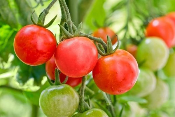 Green and Red Tomato seeds suitable for container planting and raised beds