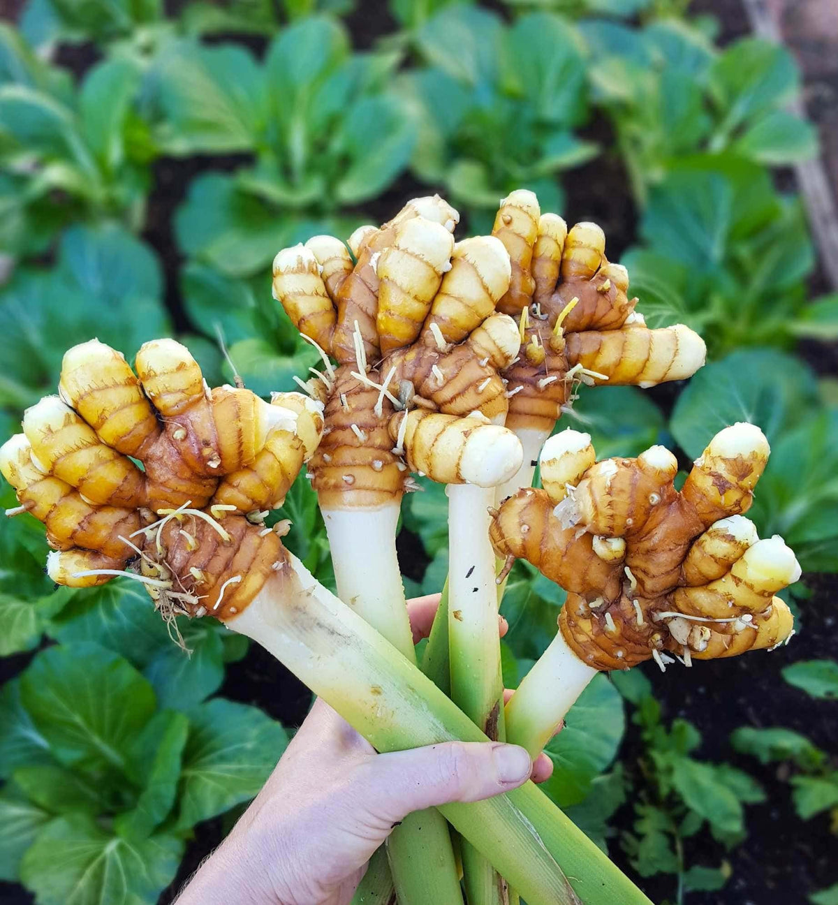 Container-grown Mixed Turmeric plants