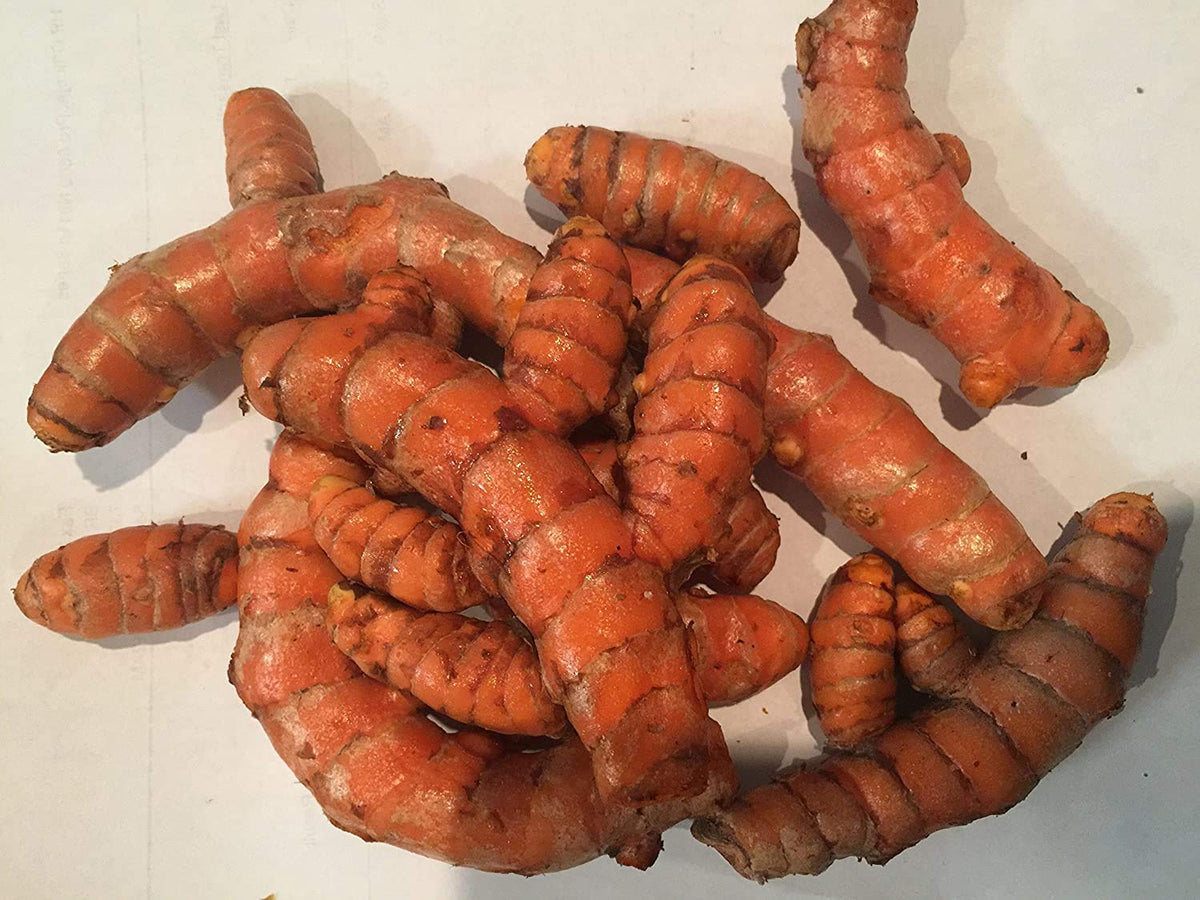 Container-grown Turmeric plant for herb garden
