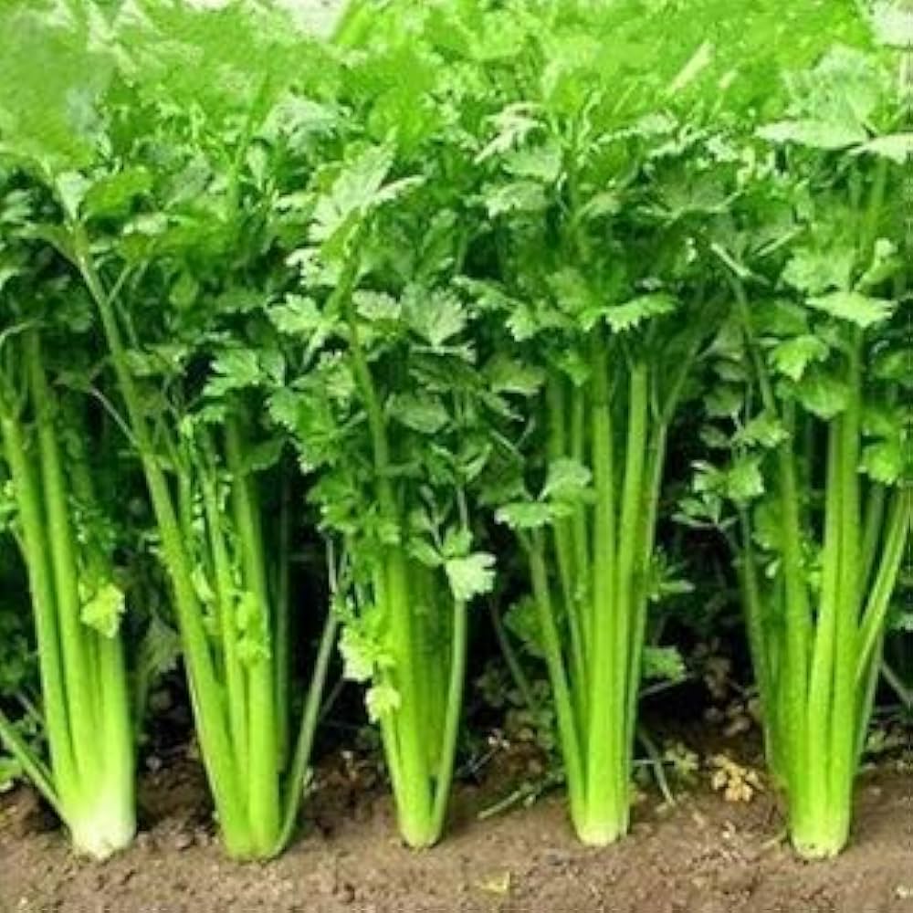 Leisure Cilantro Coriandrum sativum Growing in Container for Kitchen Garden