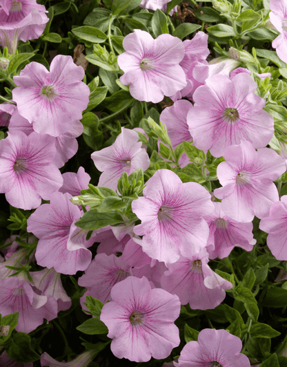 Light Pink Petunia Flowers in Pots