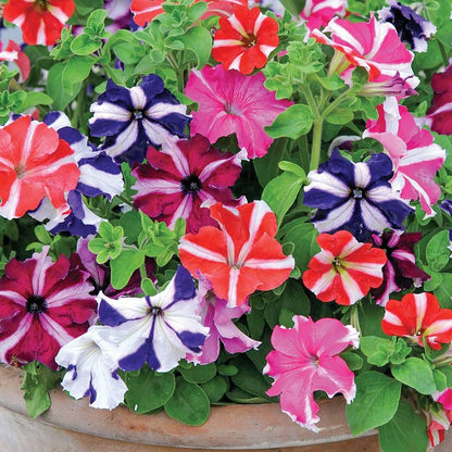 Mixed Color Petunia Flowers in Pots