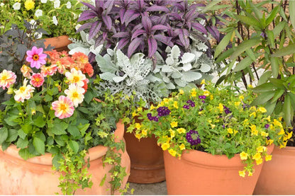 Heirloom Patio Potted Flower seeds for Planting Premium Quality Heirloom & GMO Free Seeds for Home Garden