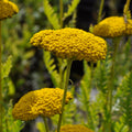Yellow Achillea Millefolium Flower seeds for Planting Shade Tolerant, Heirloom & GMO Free Seeds for Home Garden seeds for planting