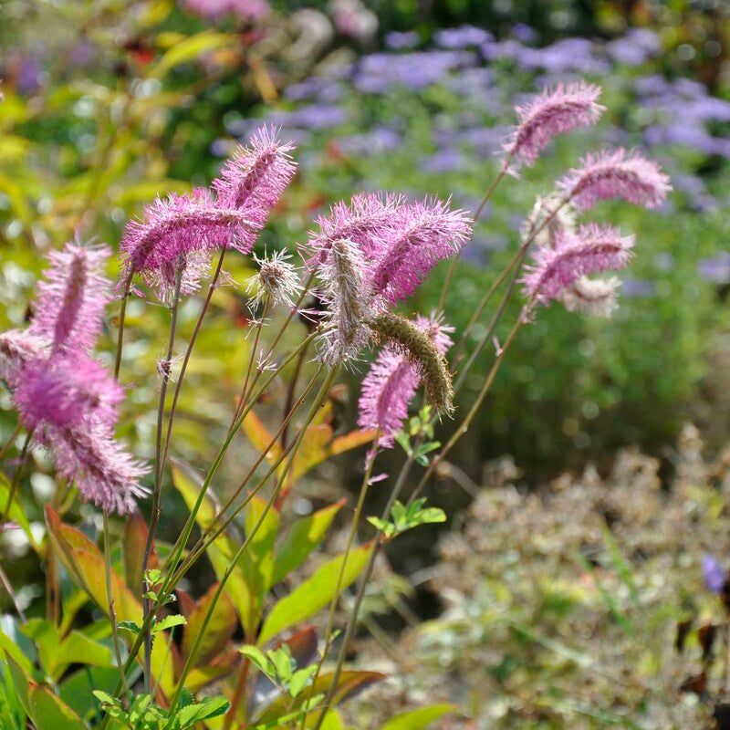 Pink Alaskan Burnet Flower seeds for Planting Compact Growth, Heirloom & GMO Free Seeds for Home Garden seeds for planting