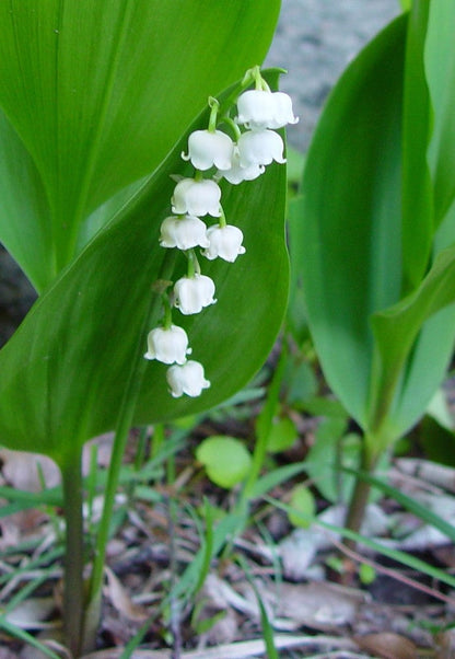 Convallaria Majalis Flower seeds for Planting Wildflower Mix Heirloom & GMO Free Seeds for Home Garden