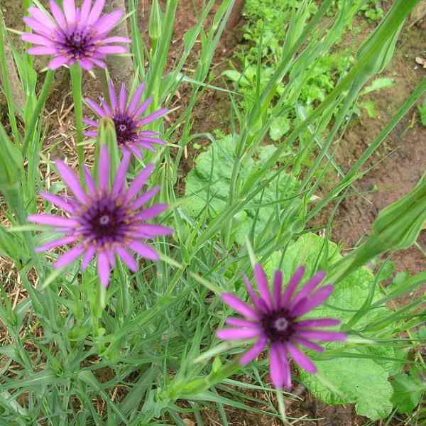 Cool-season Salsify plant grown in deep loose soil