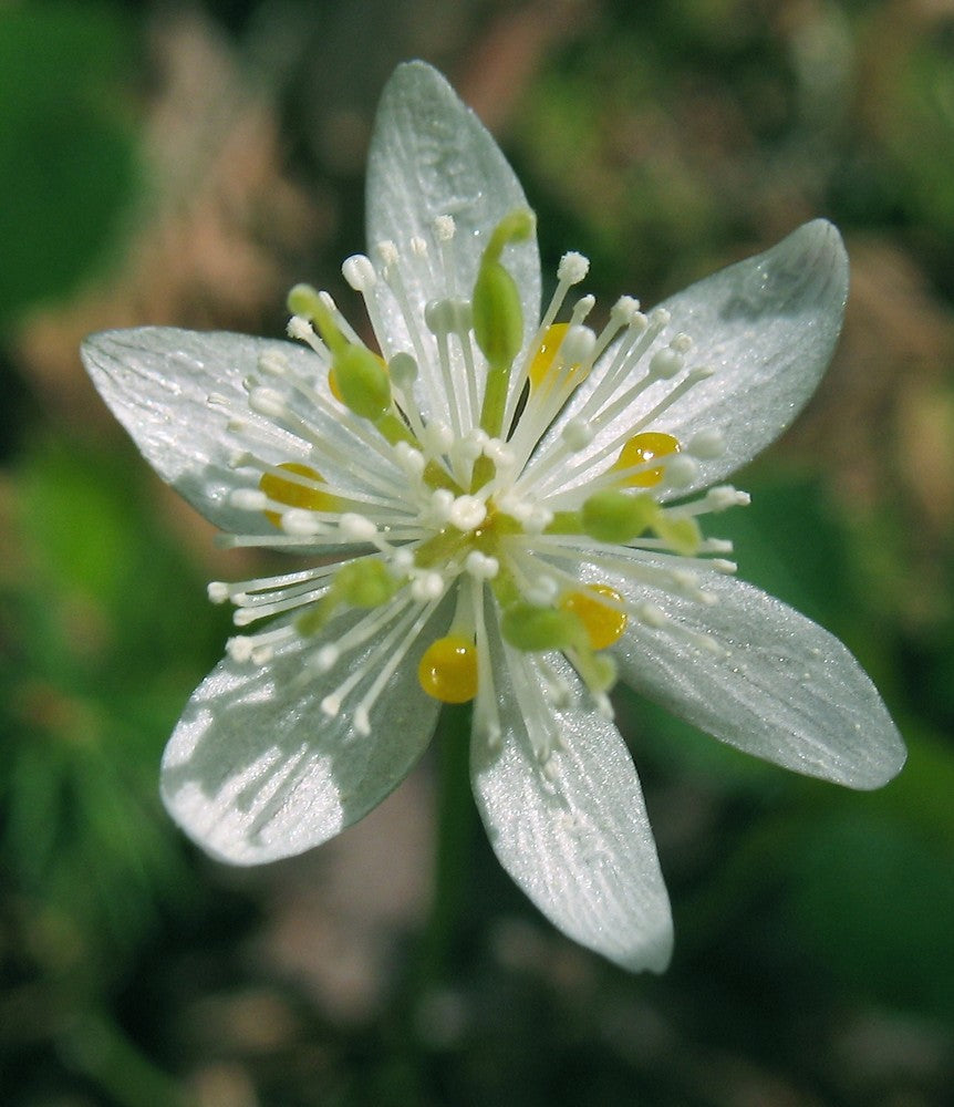 Goldthread Flower seeds for Planting Fragrant Blossoms Heirloom & GMO Free Seeds for Home Garden