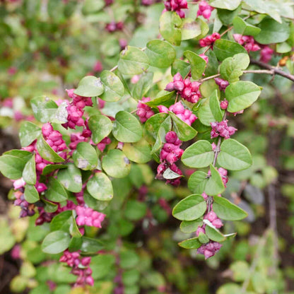 Coralberry Shrub Flower seeds for Planting, Seasonal Bloomer Heirloom & GMO Free Seeds for Home Garden