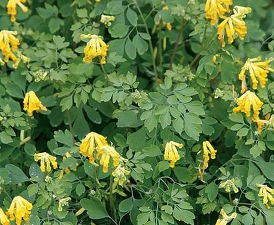 Yellow Corydalis Manchu Flower seeds for Planting Seasonal Bloomer, Heirloom & GMO Free Seeds for Home Garden vegetable and garden seeds