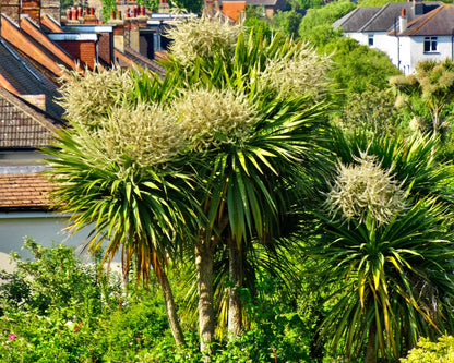 Cordyline Flower seeds for Planting Low Maintenance Heirloom & GMO Free Seeds for Home Garden