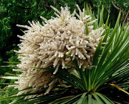Cordyline Flower seeds for Planting Low Maintenance Heirloom & GMO Free Seeds for Home Garden