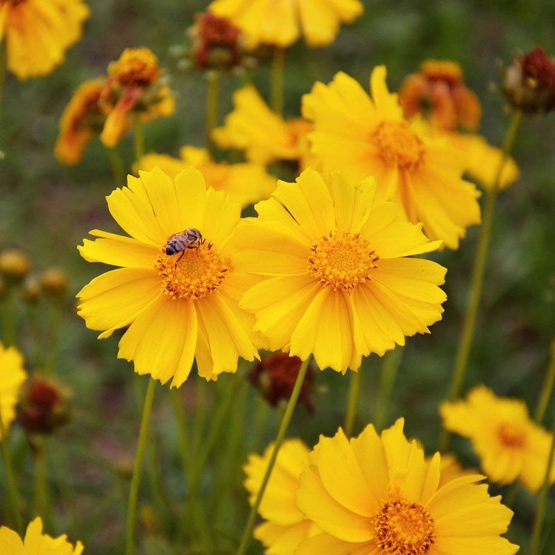 Coreopsis Flower seeds for Planting Cut Flower Favorite Heirloom & GMO Free Seeds for Home Garden