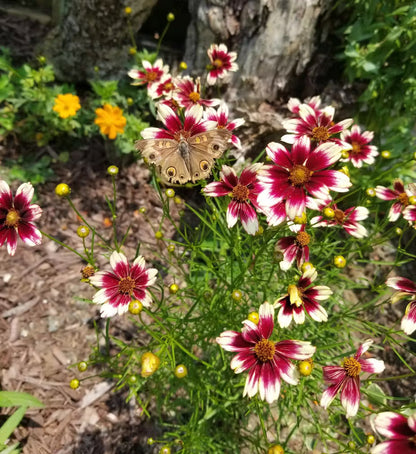 Close-up of Berry Chiffon Coreopsis pink and white flowers