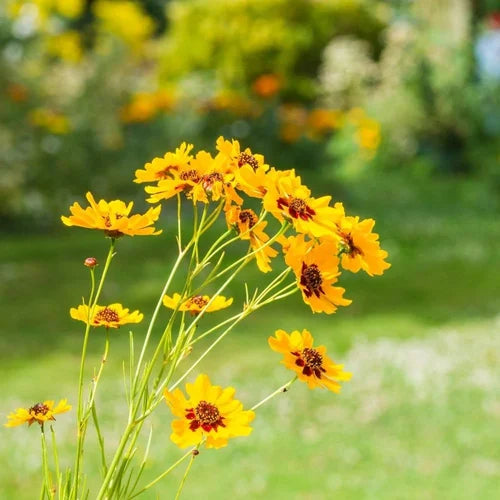 Premium Yellow Coreopsis Flower seeds for Planting Wildflower Mix, Heirloom & GMO Free Seeds for Home Garden seeds
