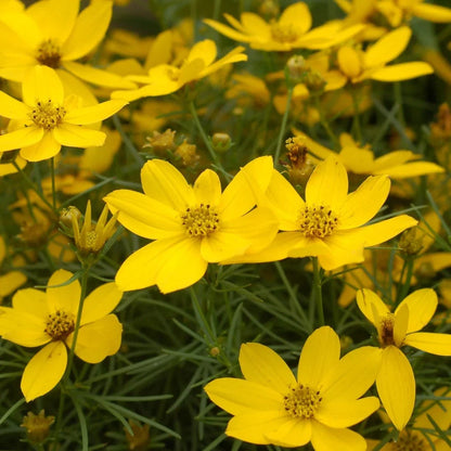 Heirloom Thelesperma Flower seeds for Planting Pollinator Friendly Heirloom & GMO Free Seeds for Home Garden