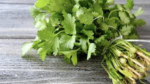 Harvested coriander seeds from cilantro plant