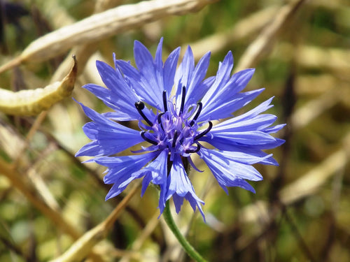 Premium Cornflower Flower seeds for Planting Cut Flower Favorite, Heirloom & GMO Free Seeds for Home Garden seeds